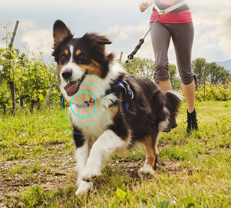 GPS Pet Tracking Collar for Dogs